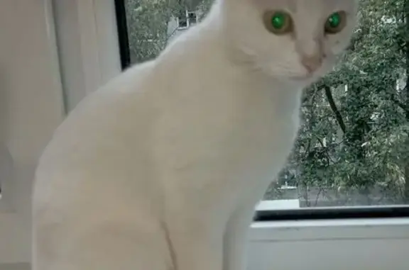 Белая кошка найдена на Южном пр., 17к3