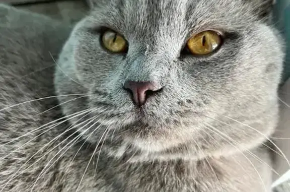 Кошки потеряшки, , фото: Потеряшка кот Арчи, ул. Божатково, Рязань