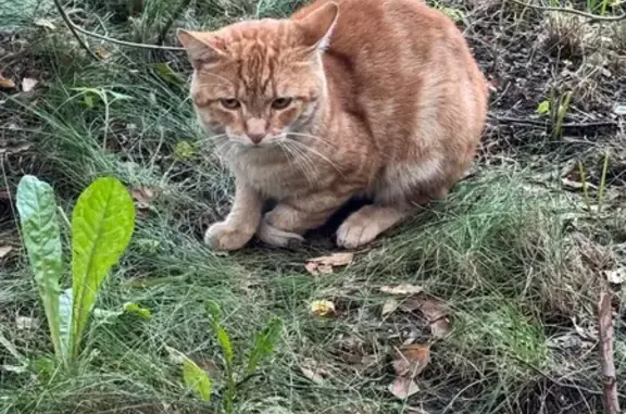 Кошка найдена: Главная ул., 35, СПб