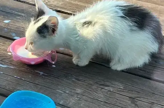 Найдена кошка, Исток, фото: Котенок найден: Большая Георгиевская 8-я линия