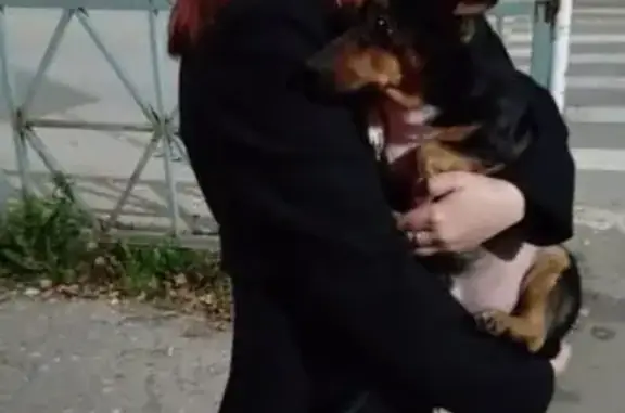 Найдена собака, , фото: Североуральск: найдена ухоженная собака