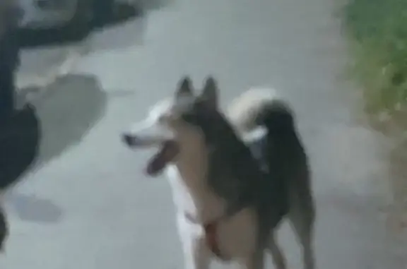 Собака найдена: ул. Кауля, 31, Тула