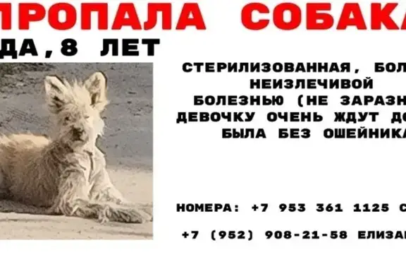 Собаки потеряшки, Новосибирская область, фото: Потеряшка собака, Новосибирск