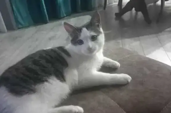 Потерянные животные Александровка, фото: Пропала кошка Пумба, Олимпийская ул., Александровка