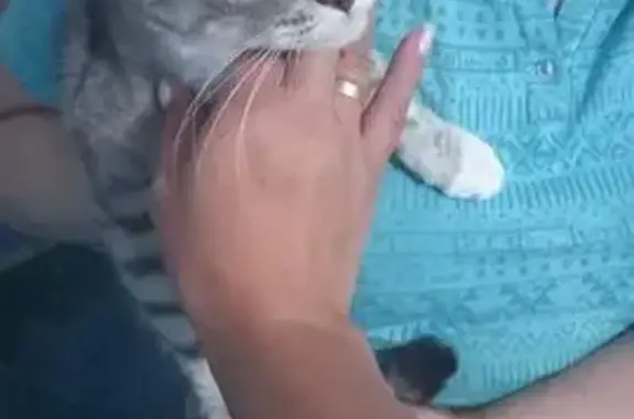 Кошка найдена: пр. 9-й Пятилетки, 9, Чебоксары