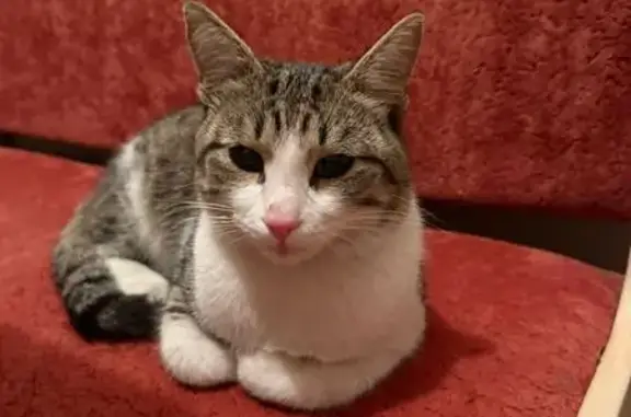 Найдена кошка, ул. Баязита Бикбая, 15