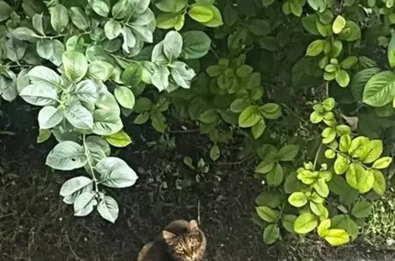 Кошка найдена на Варшавской ул. 19к2, СПб