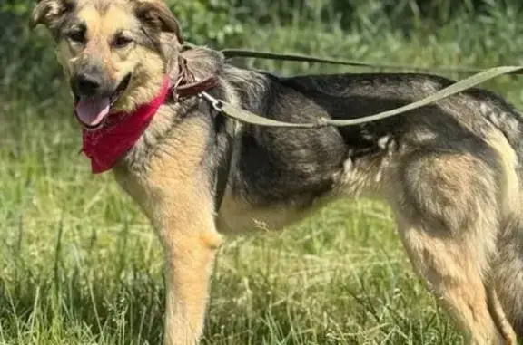 Собаки потеряшки, Москва, фото: Потеряшка собака, Кронштадтский б-р, Москва