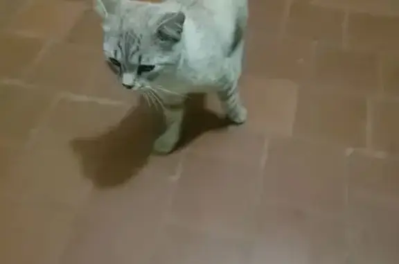 Кот найден: ул. Дружбы, 81, Йошкар-Ола