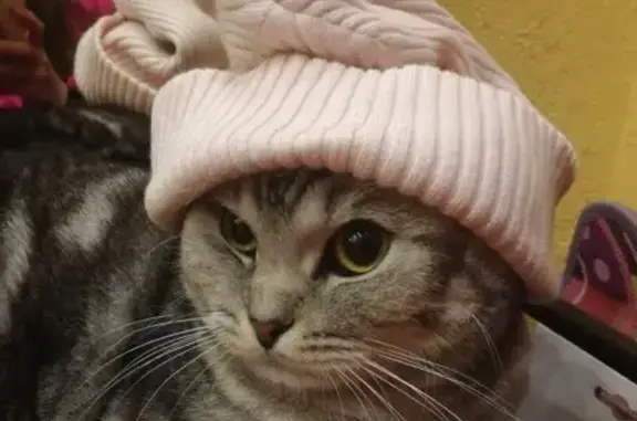 Кошки потеряшки, , фото: Потеряшка кошка, Новые Пазелы, Ижевск