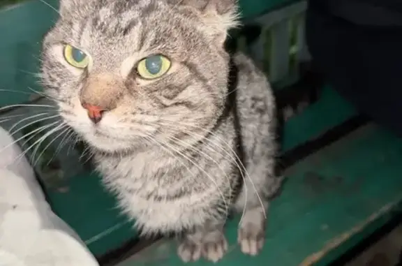 Найдена кошка, Тула, пр. Ленина, 137Б