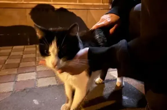 Найдена кошка, Бачуринская ул, 4 к4