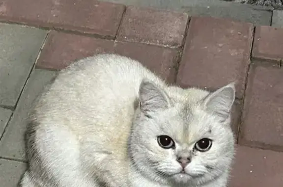 Найдена кошка, Тамбовская область, фото: Кошка найдена в СНТ Дубрава, Новая Ляда