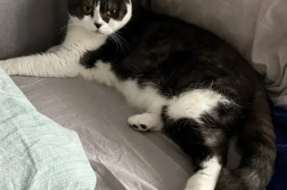 Кошки потеряшки, , фото: Потеряшка кошка на СНТ Маяк, участок 170