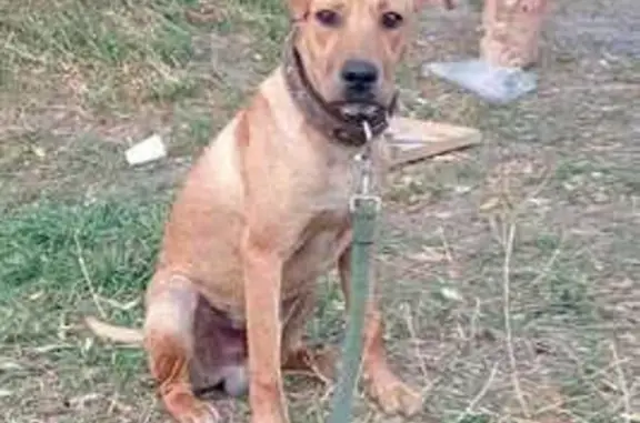 Собаки потеряшки, Ессентуки, фото: Потеряшка собака: ул. Тухачевского, 71, Ессентуки