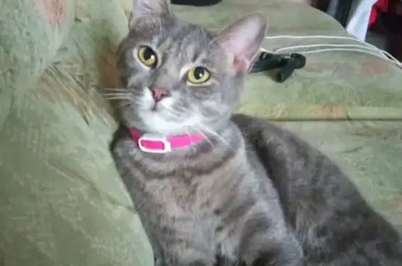 Кошки потеряшки, Тула, фото: Потеряшка кошка, Тула, ул. Зорге, 32