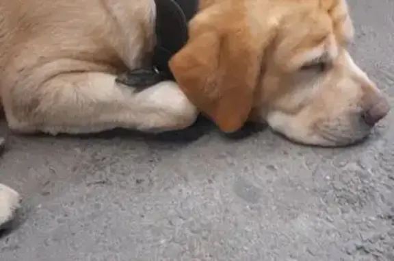 Найдена собака, Новороссийск, фото: Лабрадор найден на Видова, Новороссийск