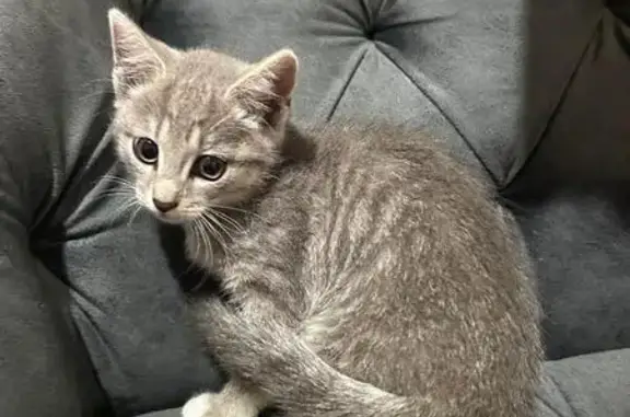 Найдена кошка, Москва, фото: Кошка найдена у школы 1370, Костромская 1