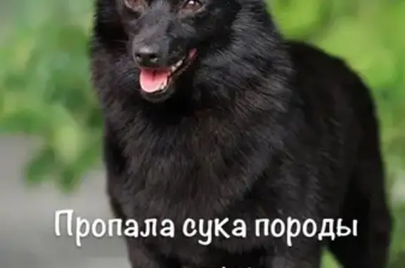 Пропала собака, Набережная ул., Пристанное