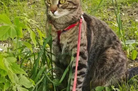 Пропала кошка, Московская область