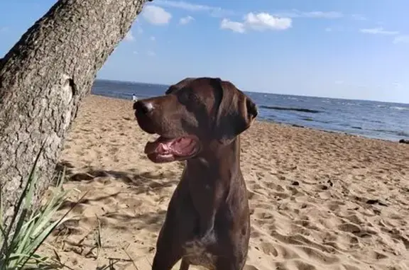 Собаки потеряшки, Хваловское, фото: Потеряшка собака, Хваловское СП, Ленобласть