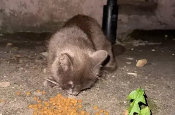 Найдена кошка, Ногинск, фото: Найдена кошка, Ногинск, шоссе Энтузиастов 15А