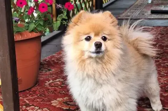 Собаки потеряшки, Челябинск, фото: Потеряшка собака, ул. Комарова, Челябинск