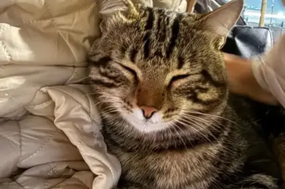 Найдена кошка, Астана, фото: Найдена кошка на проспекте Туран, 50/3