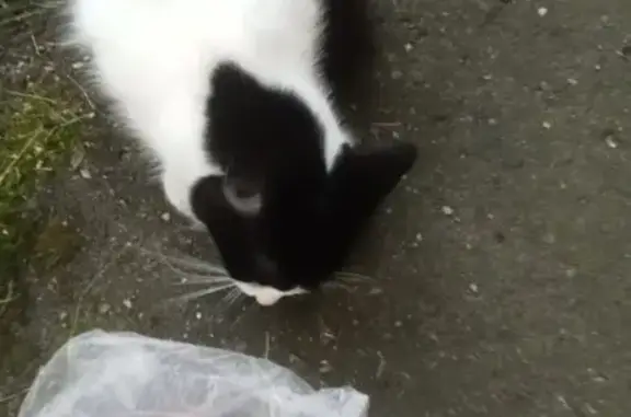 Найдена кошка, Ярославль, фото: Кошка найдена на Суздальской в Ярославле