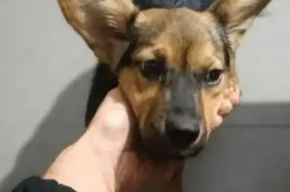 Найдена собака, Ессентуки, фото: Щенок найден: ул. Гаевского, 170, Ессентуки