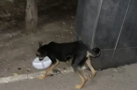 Собака найдена в парке Авиаторов, Ростов-на-Дону