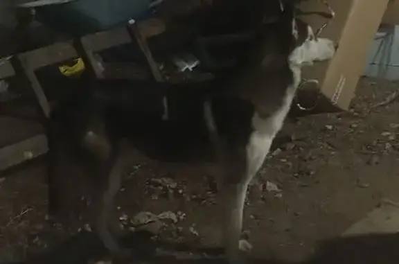 Найдена собака, Донецк, фото: Хаски найдена на Лихачёва, 4, Донецк