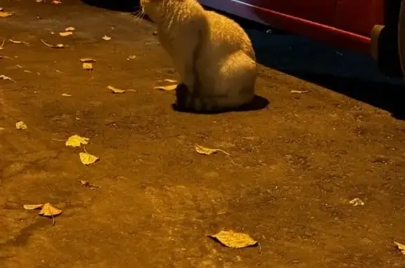 Крупный вислоухий кот на ул. Глаголева, Москва