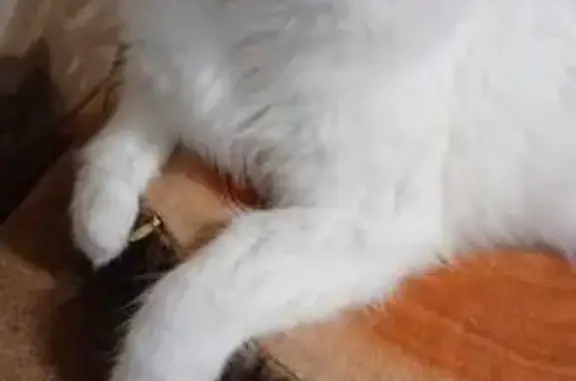 Пропала кошка, ул. Декабристов, 16, Кинешма