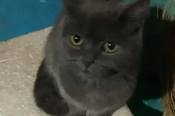 Найдена кошка, Волгоградская область, фото: Серый кот найден в Фролово, Волгоградская обл.