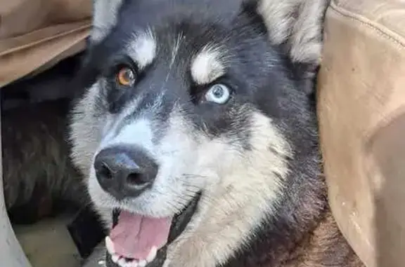 Найдена собака, Красный Городок, фото: Хаски найдена: Красный Городок, 61К-042