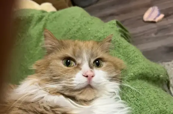 Кошки потеряшки, Псковская область, фото: Потеряшка кошка, Шильское, Псковская обл.