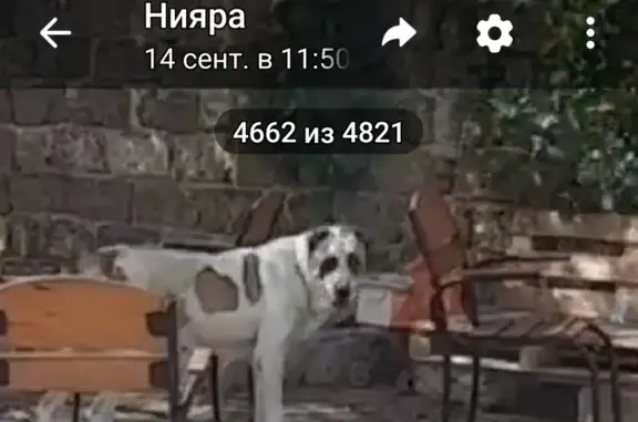 Пропала собака в Евпатории, Крым