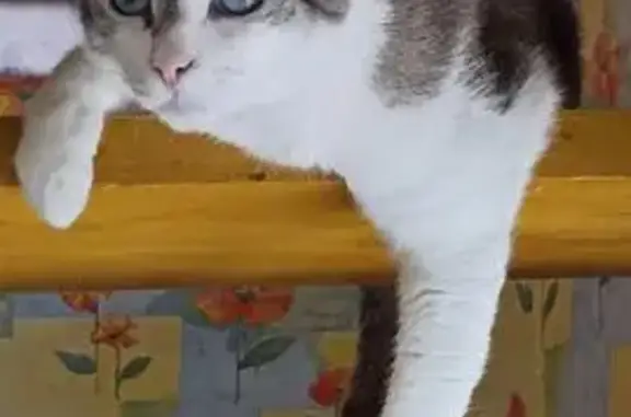 Пропала кошка, ул. Братьев Касимовых, 8