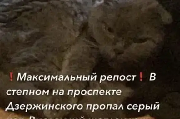 Кошки потеряшки, Оренбург, фото: Потеряшка кошка, пр. Дзержинского, 14, Оренбург