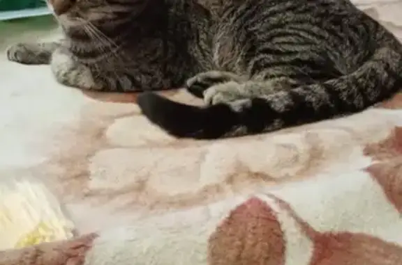 Кошки потеряшки, Тамбов, фото: Потеряшка кошка, Мичуринская 143, Тамбов