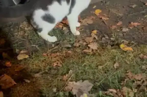 Найдена кошка, Колпино, фото: Кошка найдена у Пятёрочки, Ленина 65, Колпино