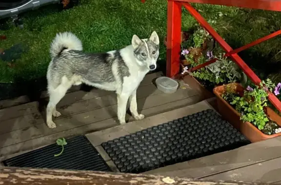 Найдена собака, Псковская область, фото: Лайка найдена у д.Лужи, Заноги, Псковская обл.