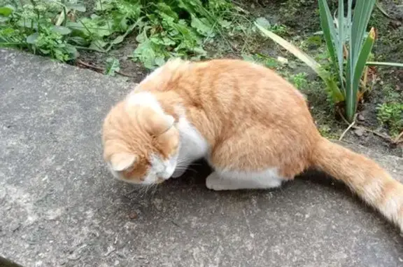 Найдена кошка, Заречный, фото: Кошка найдена: Моховая ул., 53, Заречный