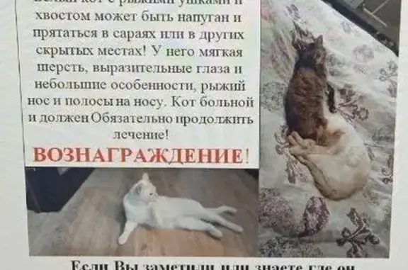 Пропал кот Лютик, Западный переулок, Борисоглебск