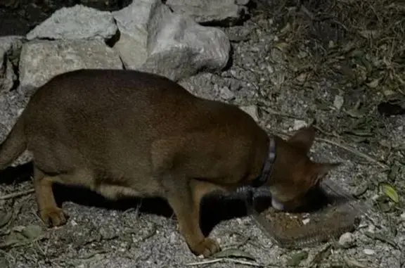 Найдена кошка, Севастополь, фото: Найдена кошка, Коралловая ул., Севастополь