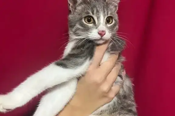 Найдена кошка, Псков, фото: Кошка найдена: Ваулиногорское ш., 129А, Псков