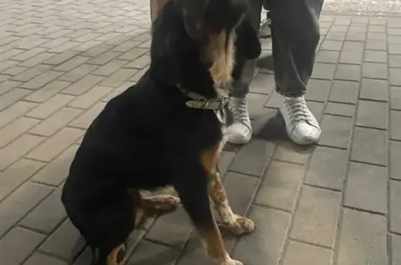 Найдена собака, Ростов-на-Дону