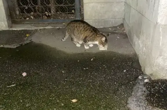 Кошка найдена: Кораблестроителей 22к1