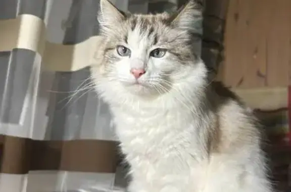 Кошки потеряшки, Оренбург, фото: Потеряшка кошка, Салмышская 14, Оренбург